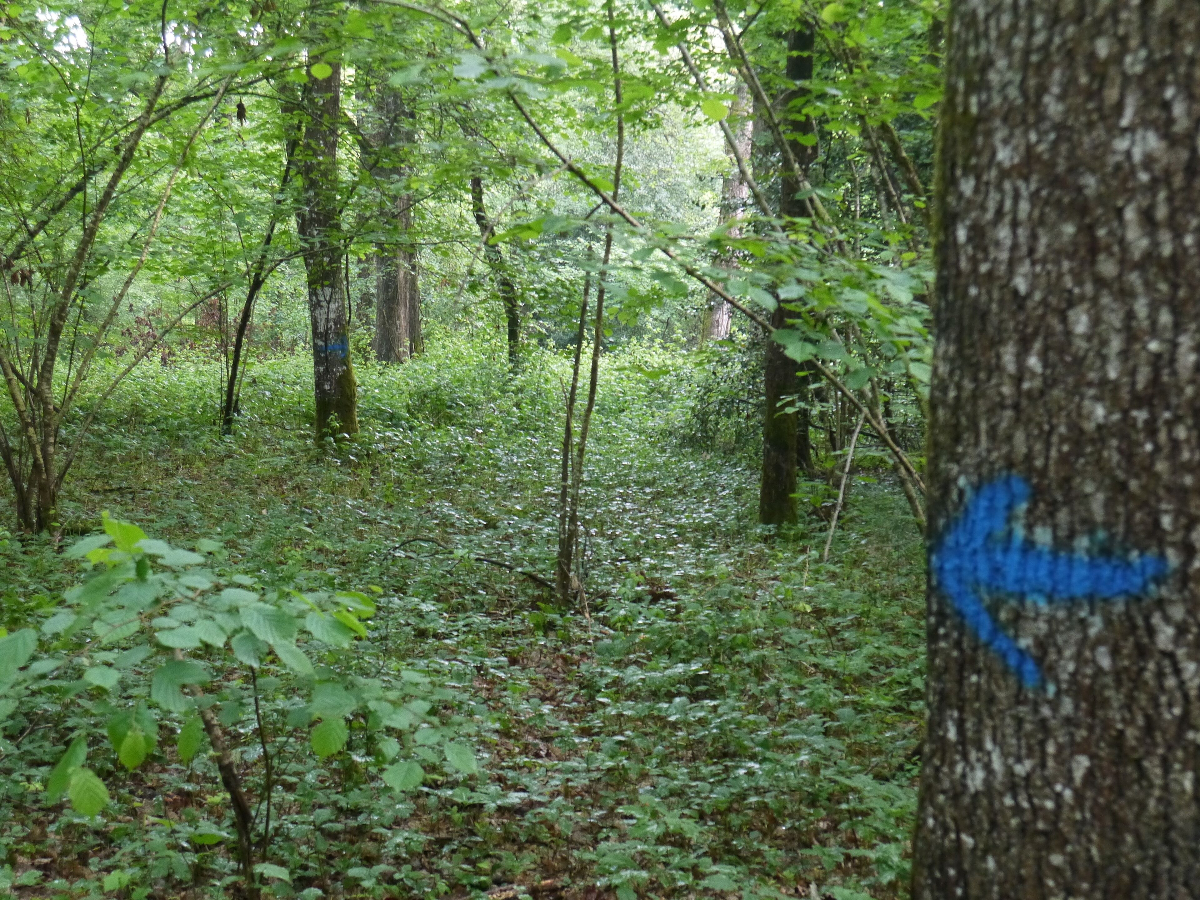 A dense forest with a variety of trees and undergrowth.