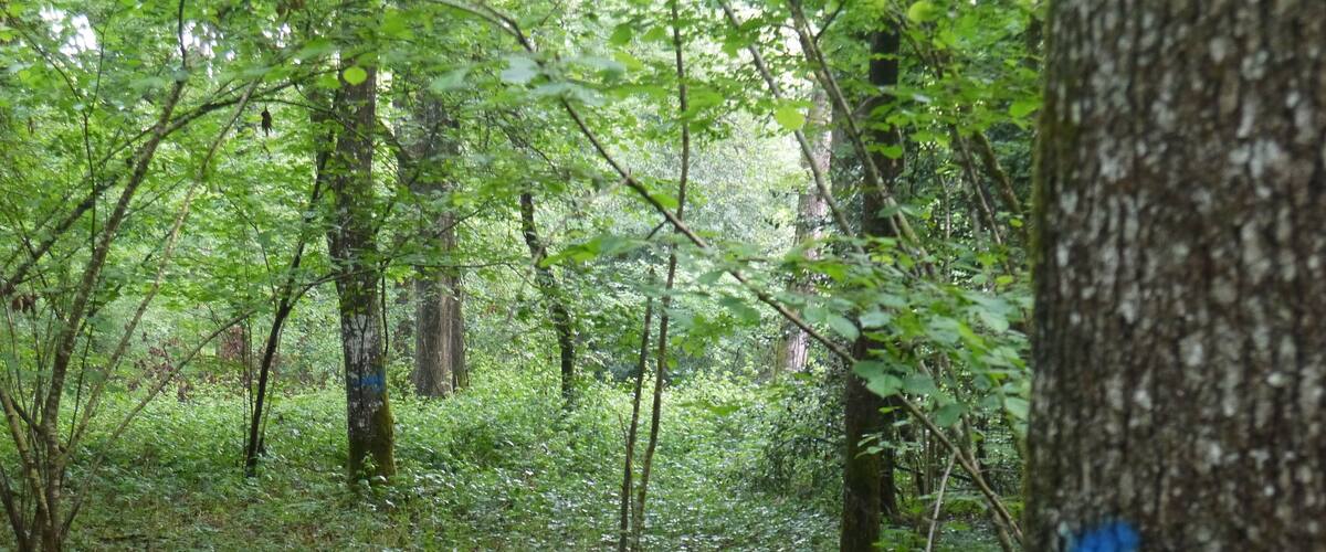 A dense forest with a variety of trees and undergrowth.