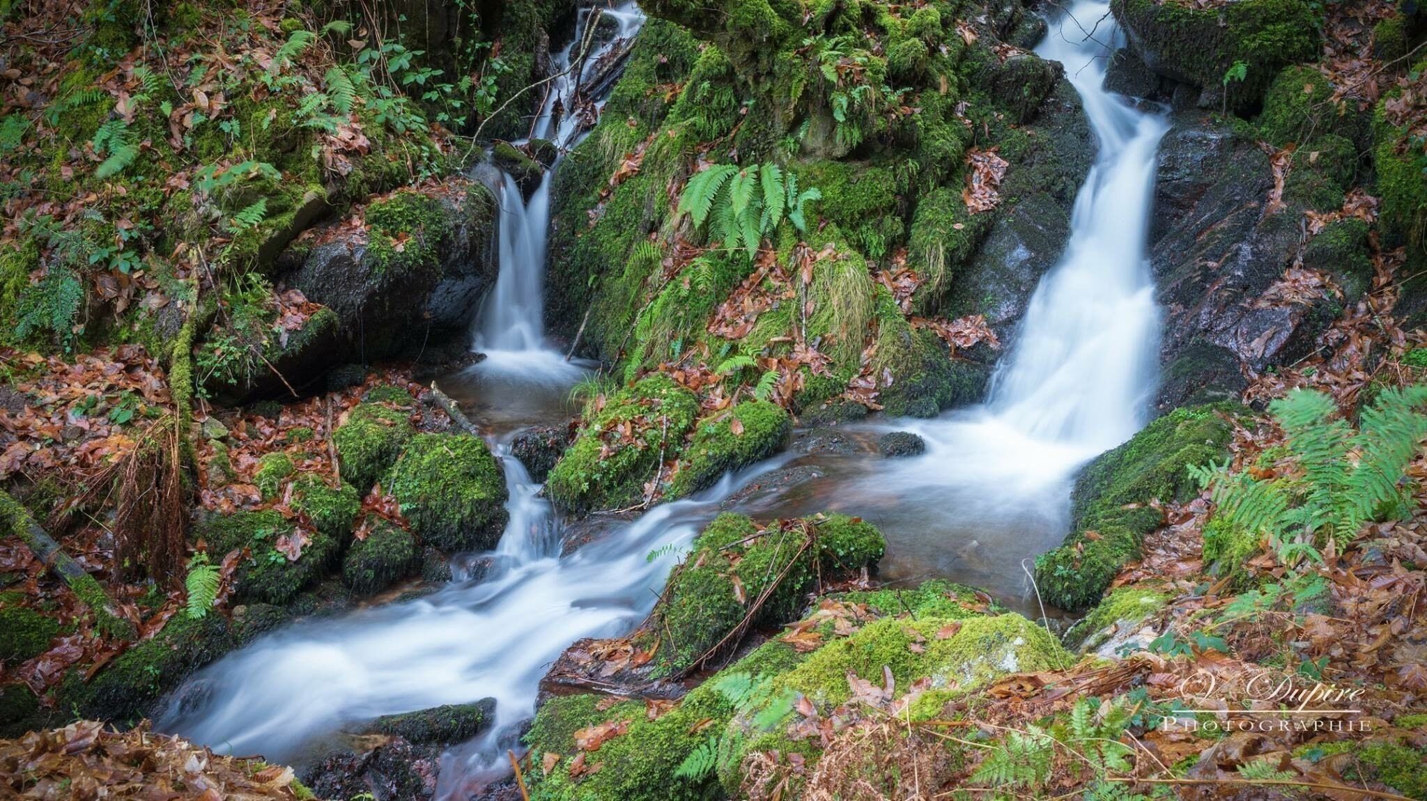 A forest stream with moss-covered rocks and ferns.