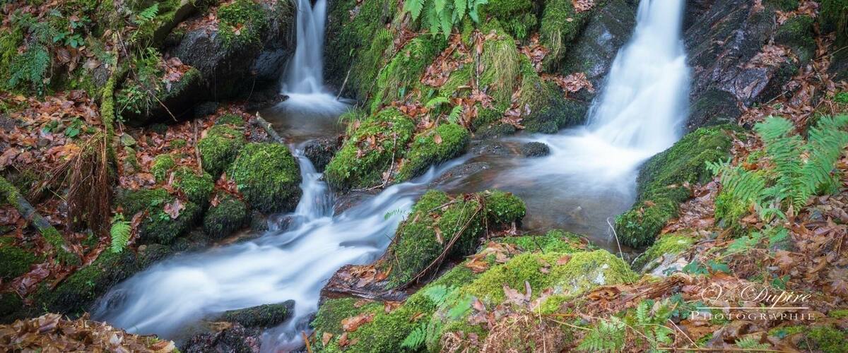 A forest stream with moss-covered rocks and ferns.