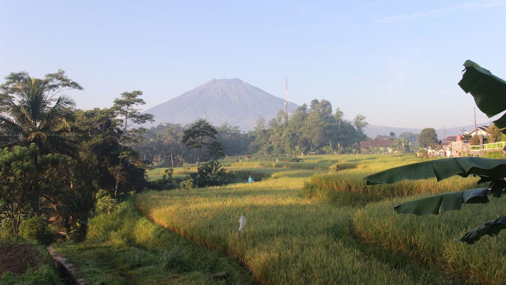 rice terraces in Temanggung central java indonesia