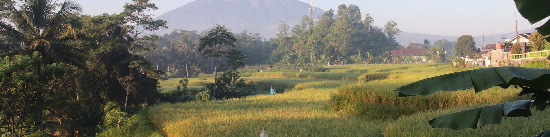 rice terraces in Temanggung central java indonesia