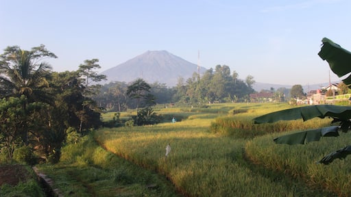 rice terraces in Temanggung central java indonesia