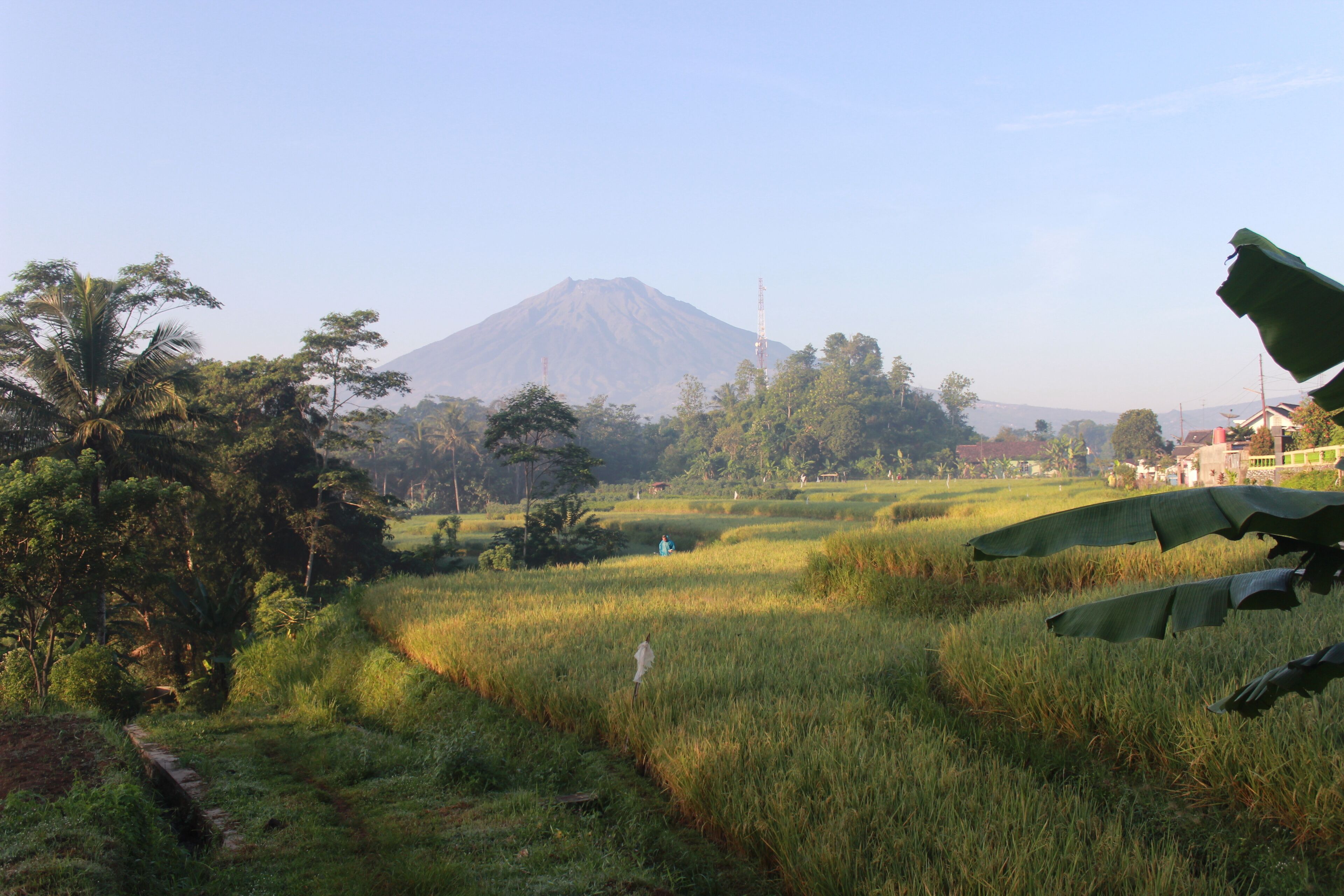 A lush green landscape with a mountain in the background, a clear sky, and a few scattered trees.