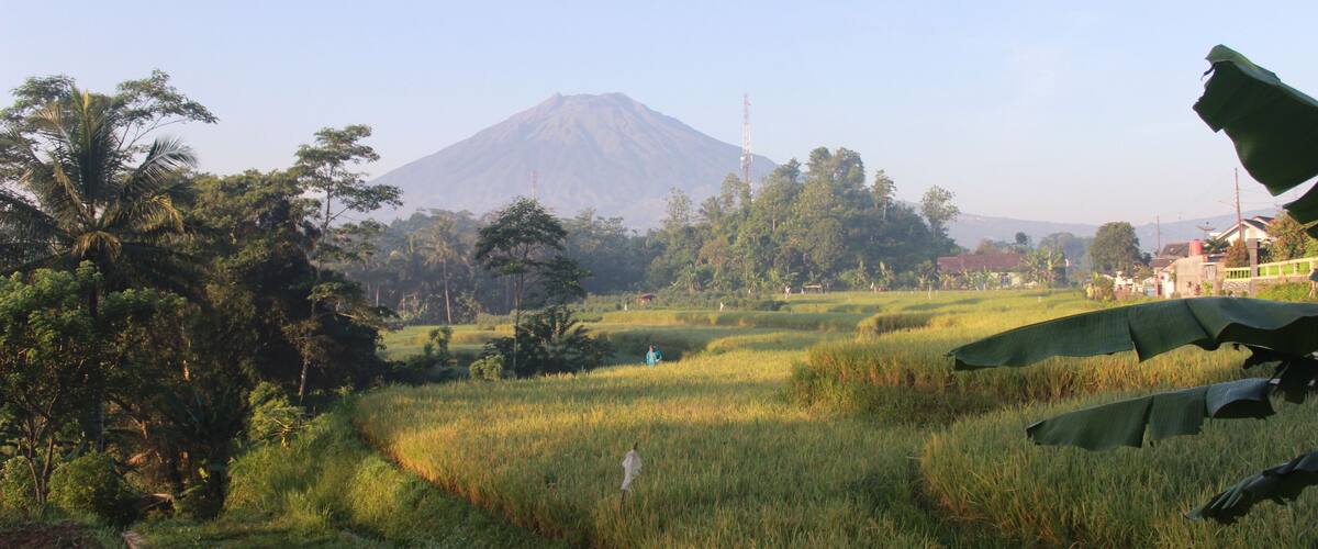 A lush green landscape with a mountain in the background, a clear sky, and a few scattered trees.
