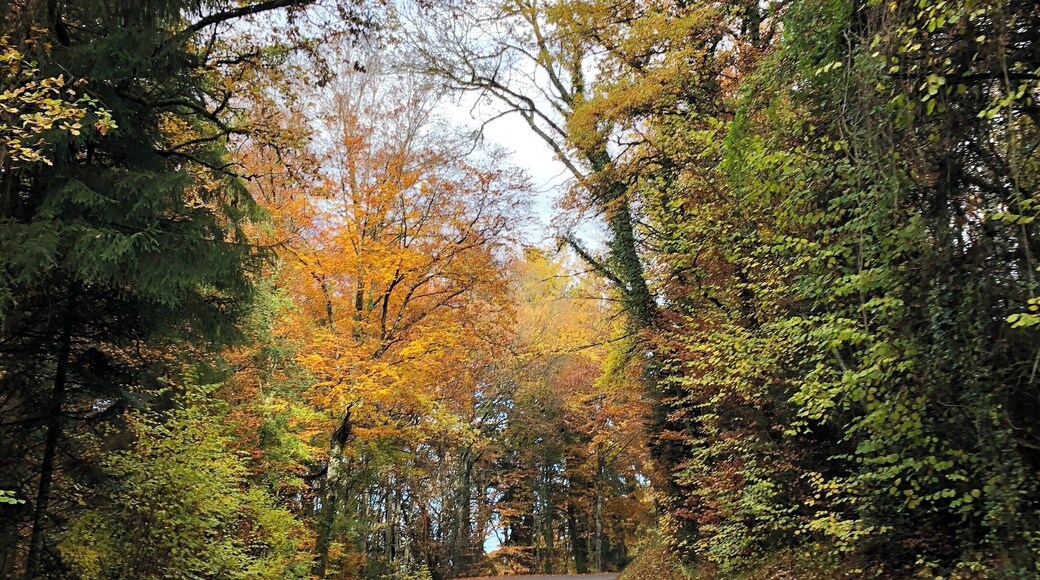 Cycling up to Col de Cou summit (1160m) through a beautiful forest in Haute-Savoie... approx. 1 hour outside of Geneva on the road bike!
#roadbiking #lifeatexpediagroup