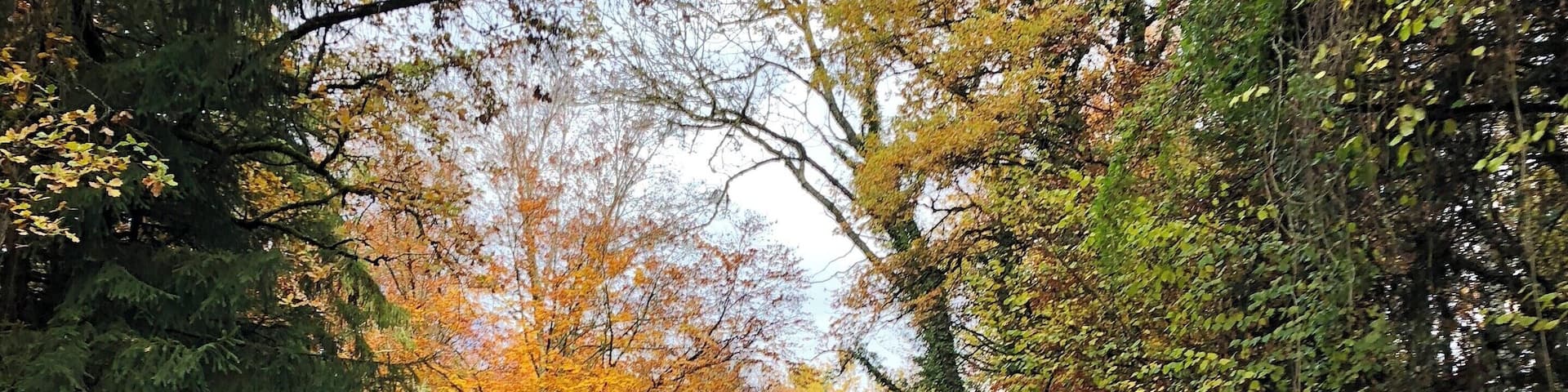 Cycling up to Col de Cou summit (1160m) through a beautiful forest in Haute-Savoie... approx. 1 hour outside of Geneva on the road bike!
#roadbiking #lifeatexpediagroup