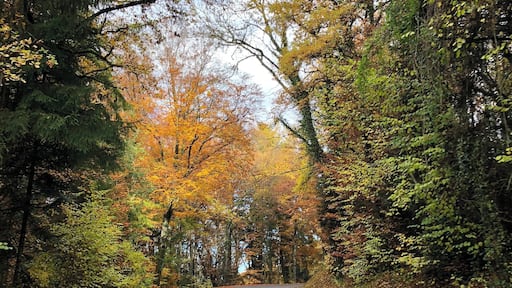 Cycling up to Col de Cou summit (1160m) through a beautiful forest in Haute-Savoie... approx. 1 hour outside of Geneva on the road bike!
#roadbiking #lifeatexpediagroup