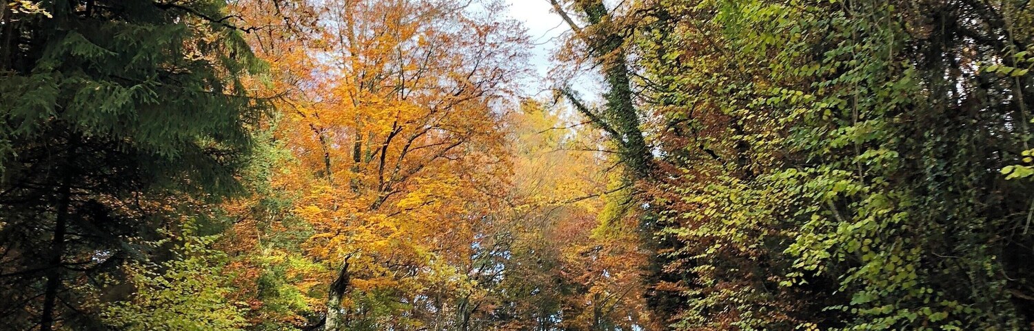 Cycling up to Col de Cou summit (1160m) through a beautiful forest in Haute-Savoie... approx. 1 hour outside of Geneva on the road bike!
#roadbiking #lifeatexpediagroup