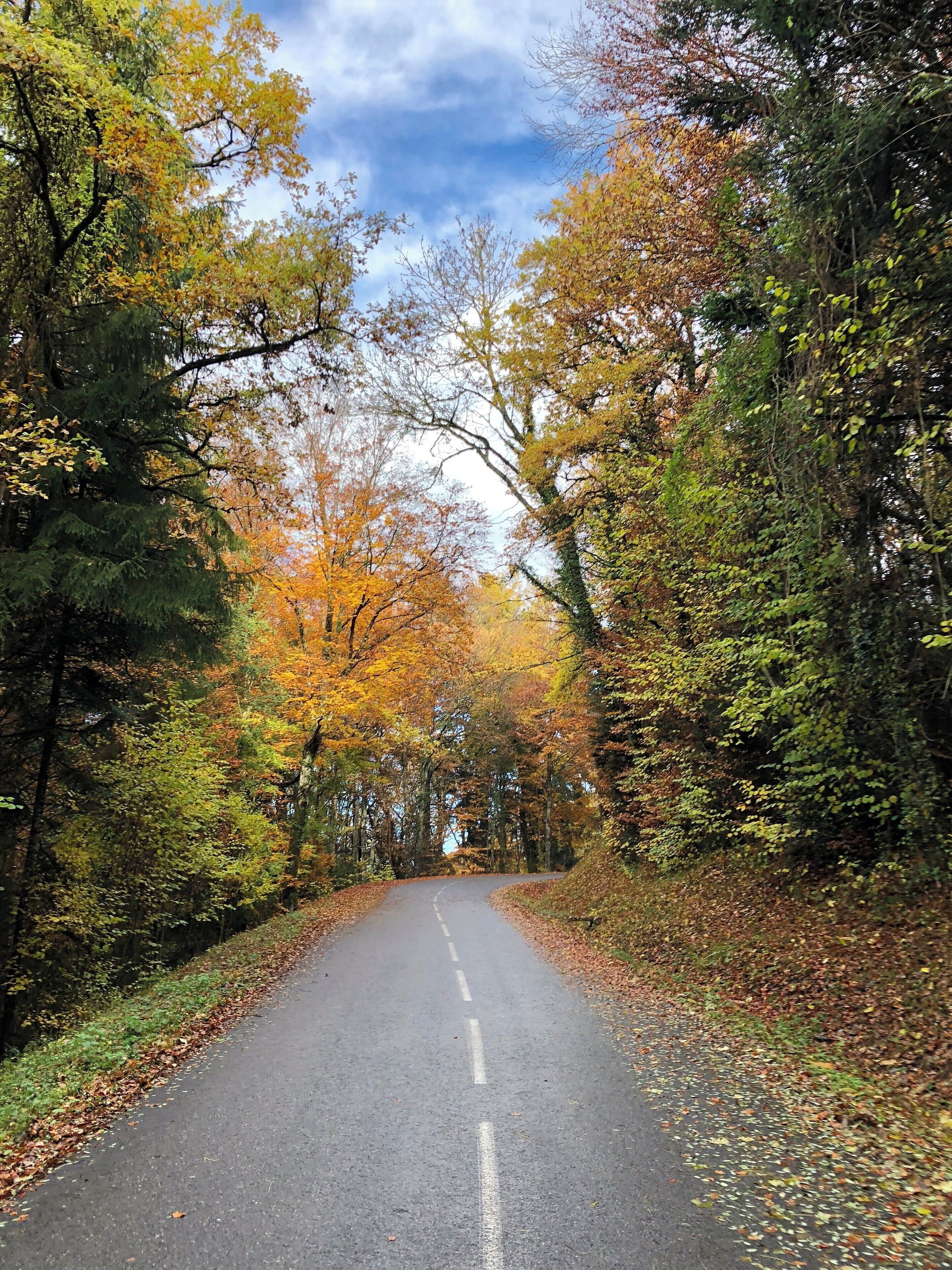 A road flanked by autumn-colored trees.