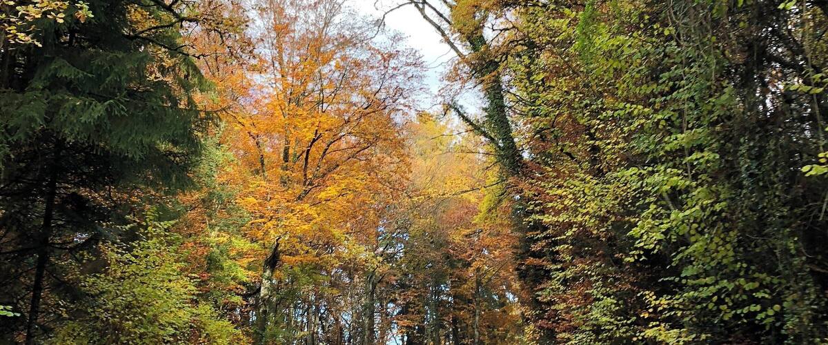 A road flanked by autumn-colored trees.