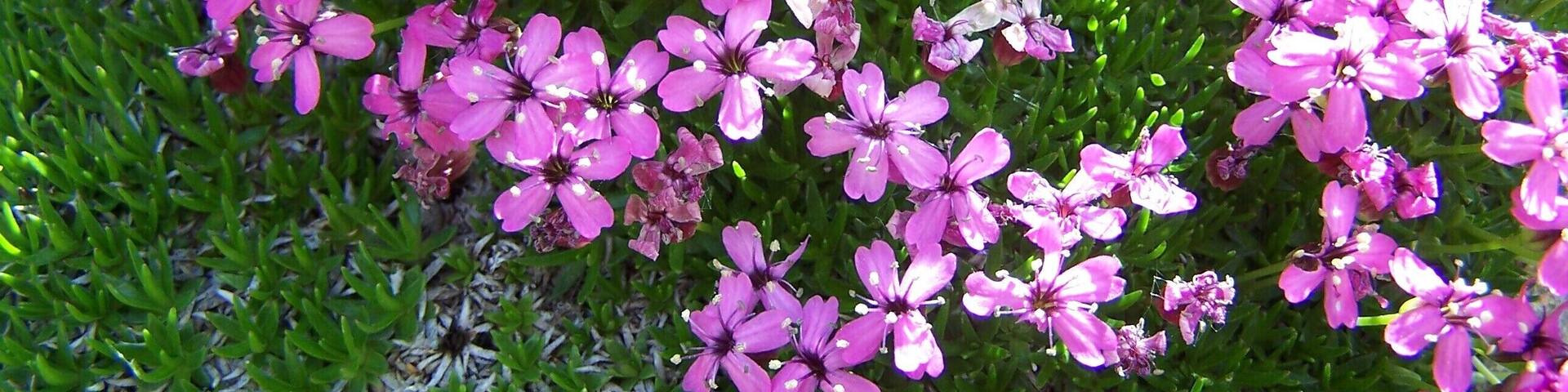 Fleur d'alpage entre les chalets de Vormy et la pointe d'Areu