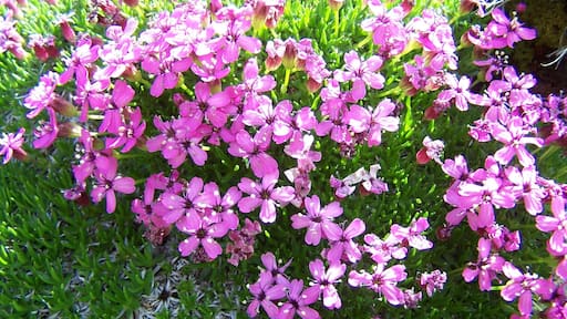 Fleur d'alpage entre les chalets de Vormy et la pointe d'Areu