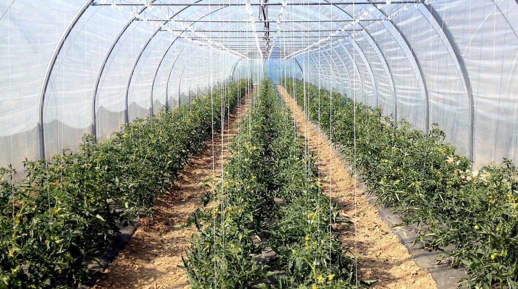 Serre de tomates - Fraisochamps - Thil