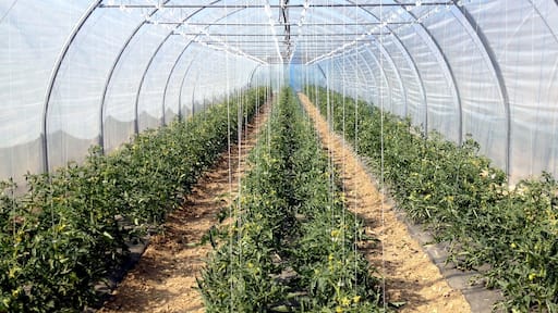 Serre de tomates - Fraisochamps - Thil