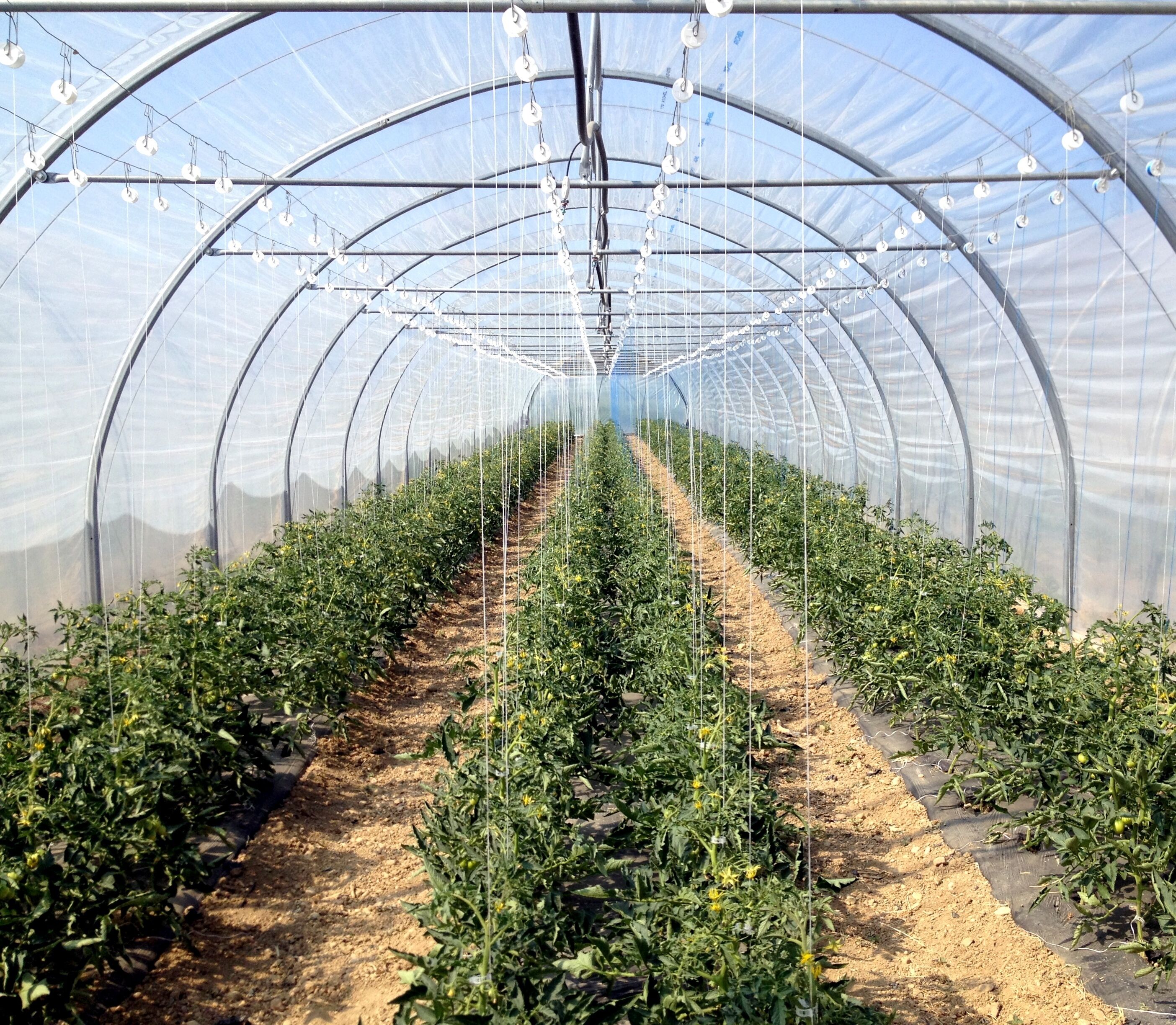 A greenhouse with rows of tomato plants.