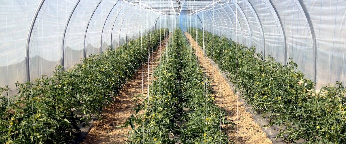 A greenhouse with rows of tomato plants.