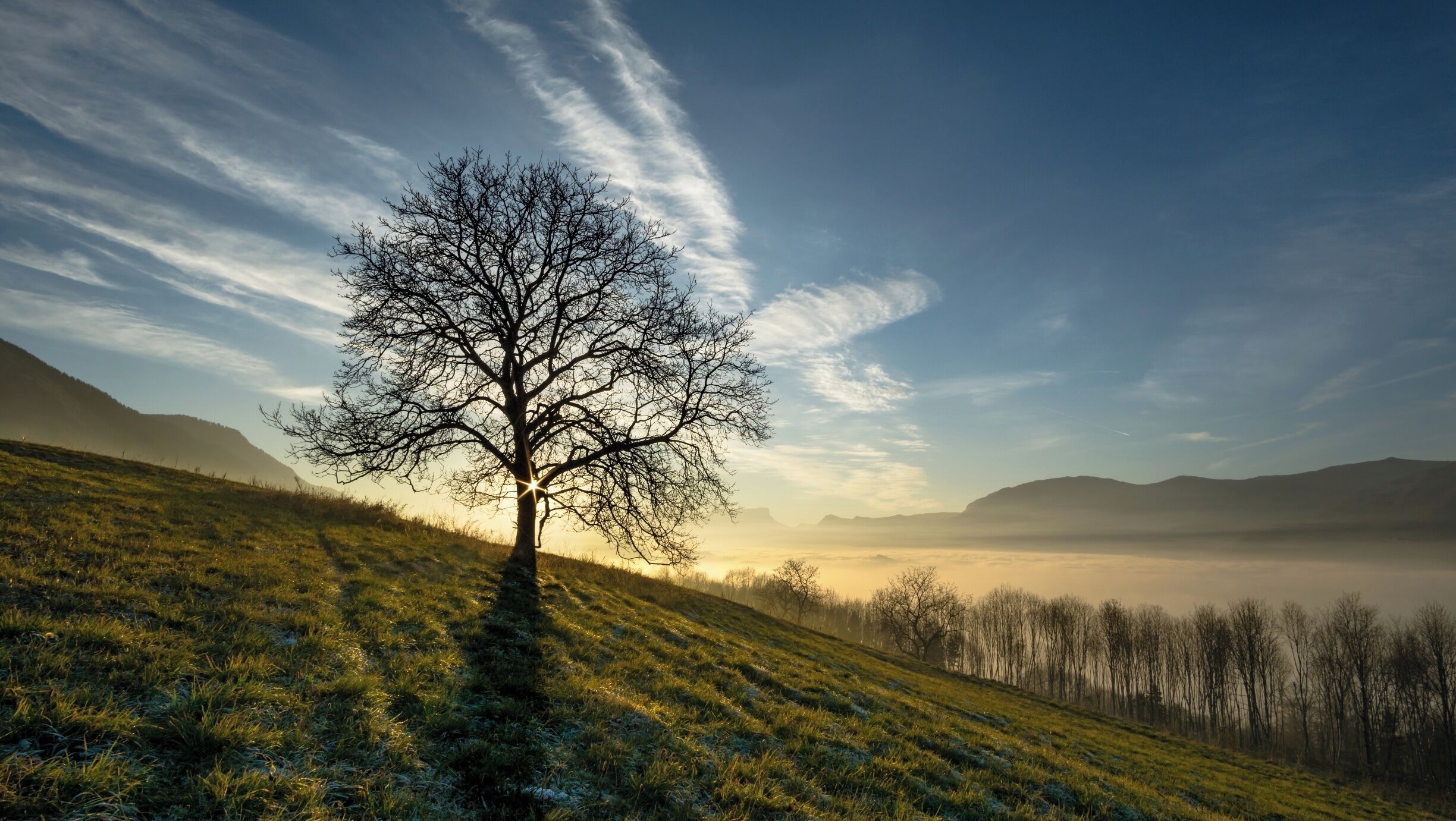 Arbre solitaire au milieu d'un champ, avec un superbe vue sur la combe de Savoie.
#BVStrove