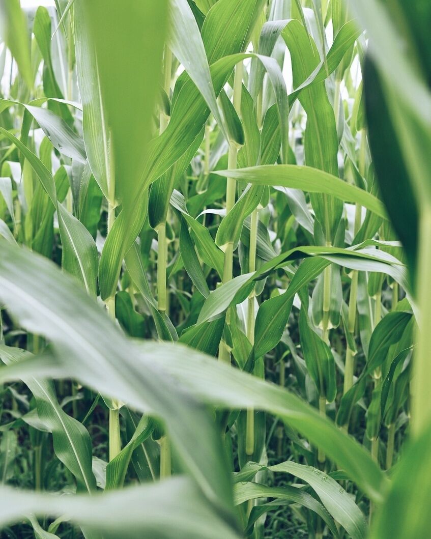 A close-up of corn plants with green leaves and tassels.