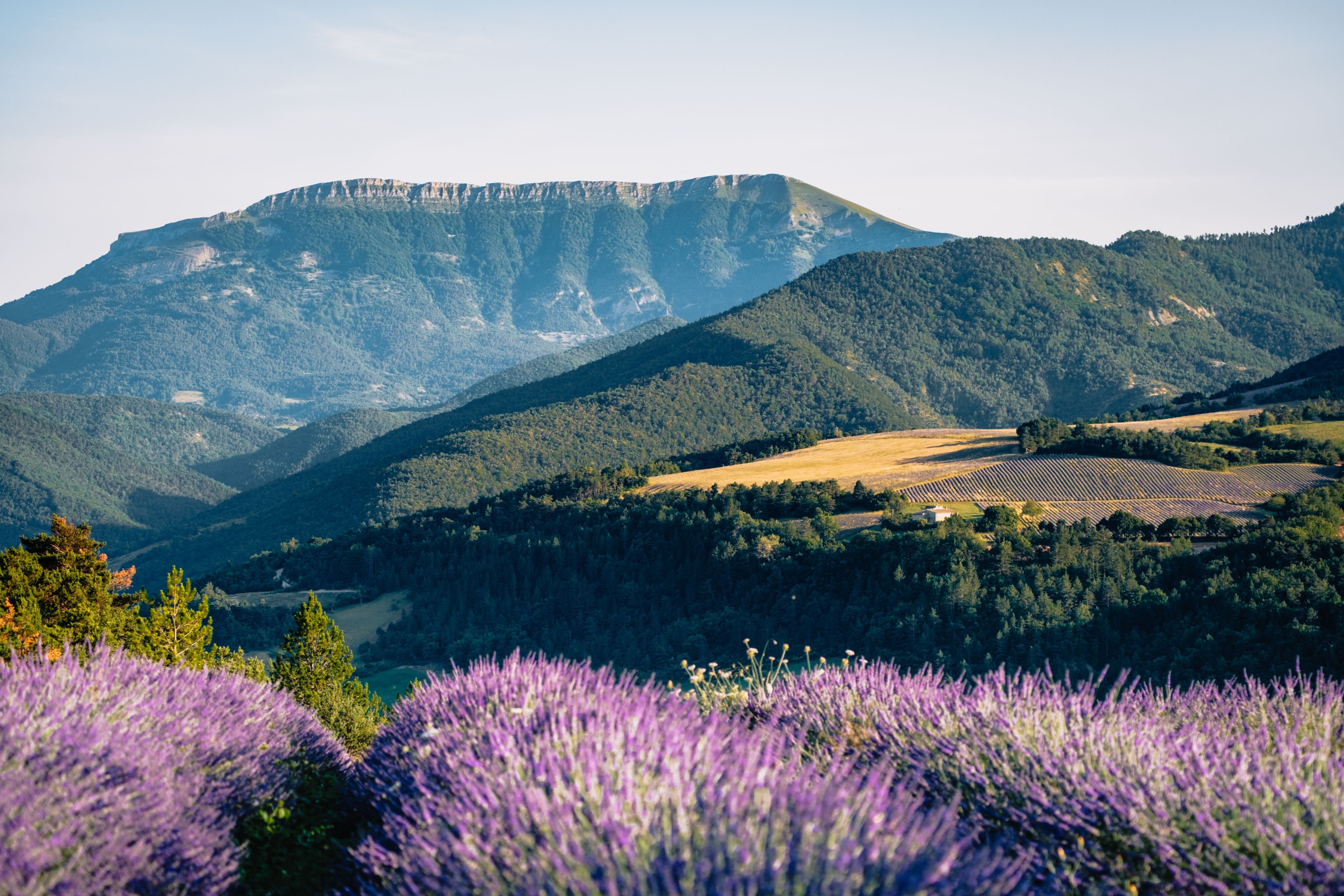 Lavender field in summer near Saint Nazaire le Desert with mountains in the background, in the south of France, Drome