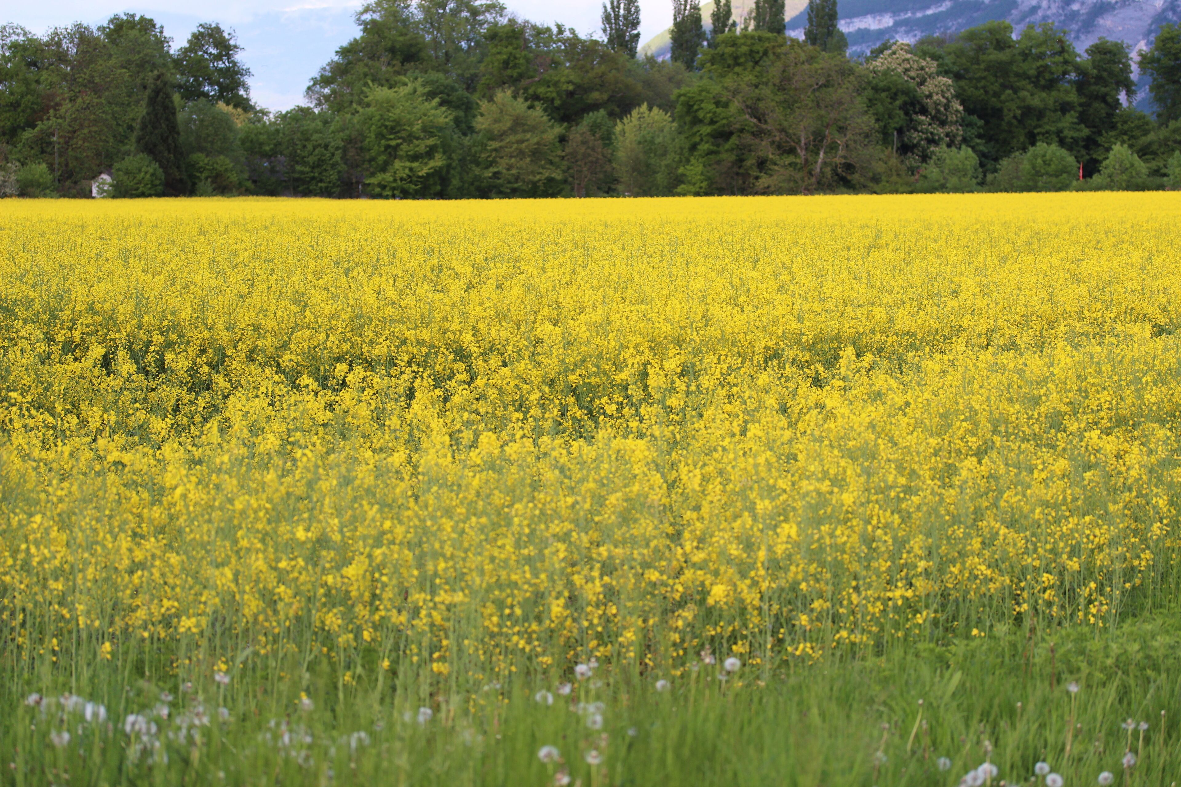 Rapeseed field
