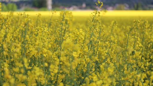Rapeseed field