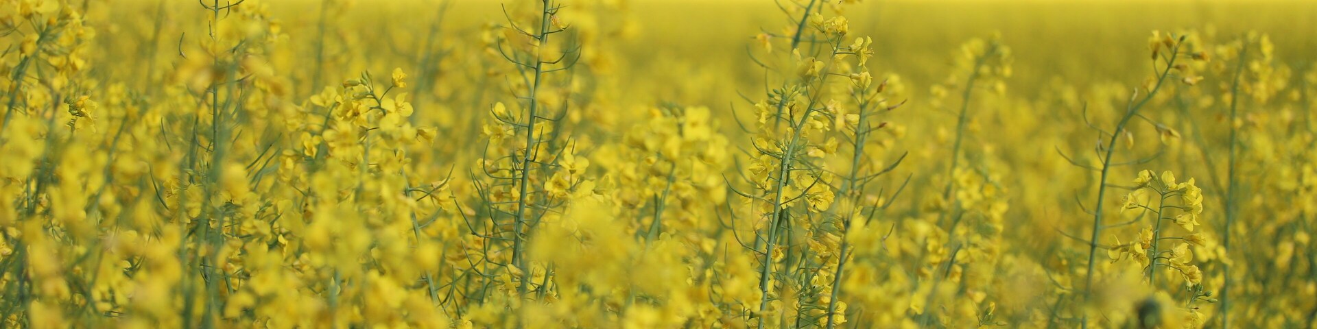 Rapeseed field