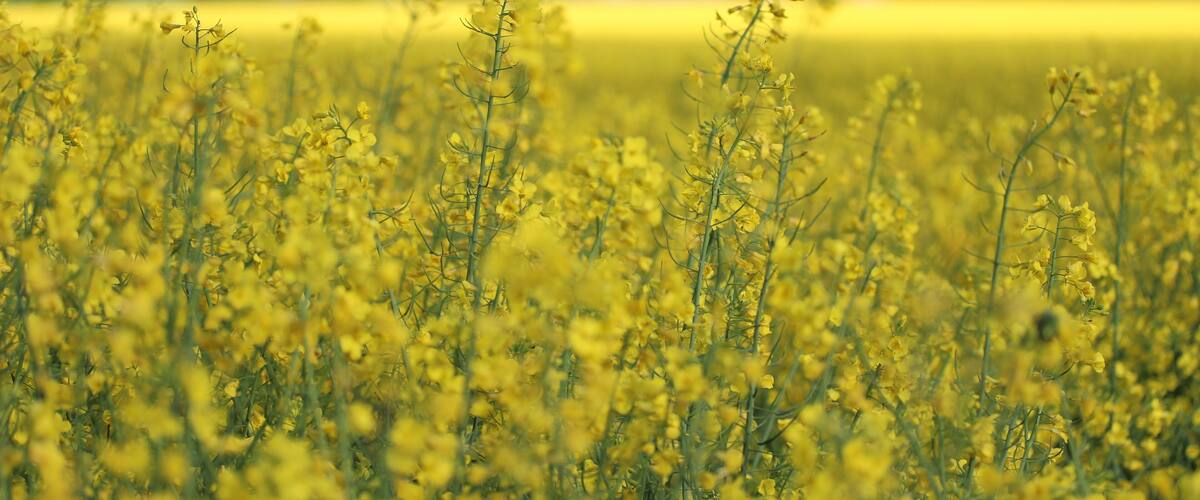 A field of yellow flowers with a blurred background of green hills.