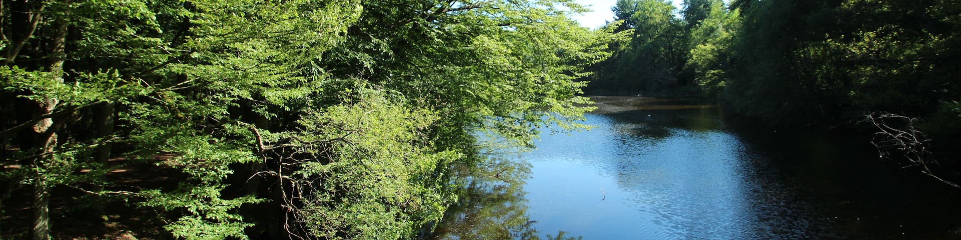 A calm river surrounded by dense green trees.