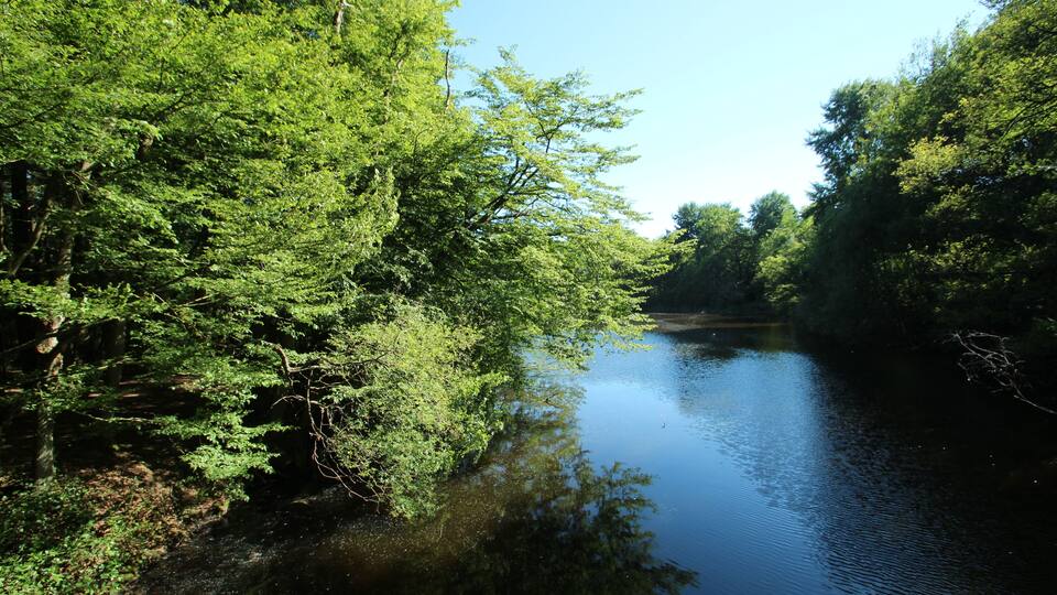 A calm river surrounded by dense green trees.