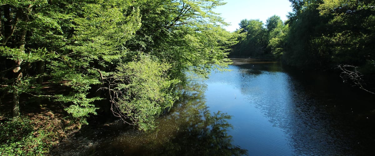 A calm river surrounded by dense green trees.