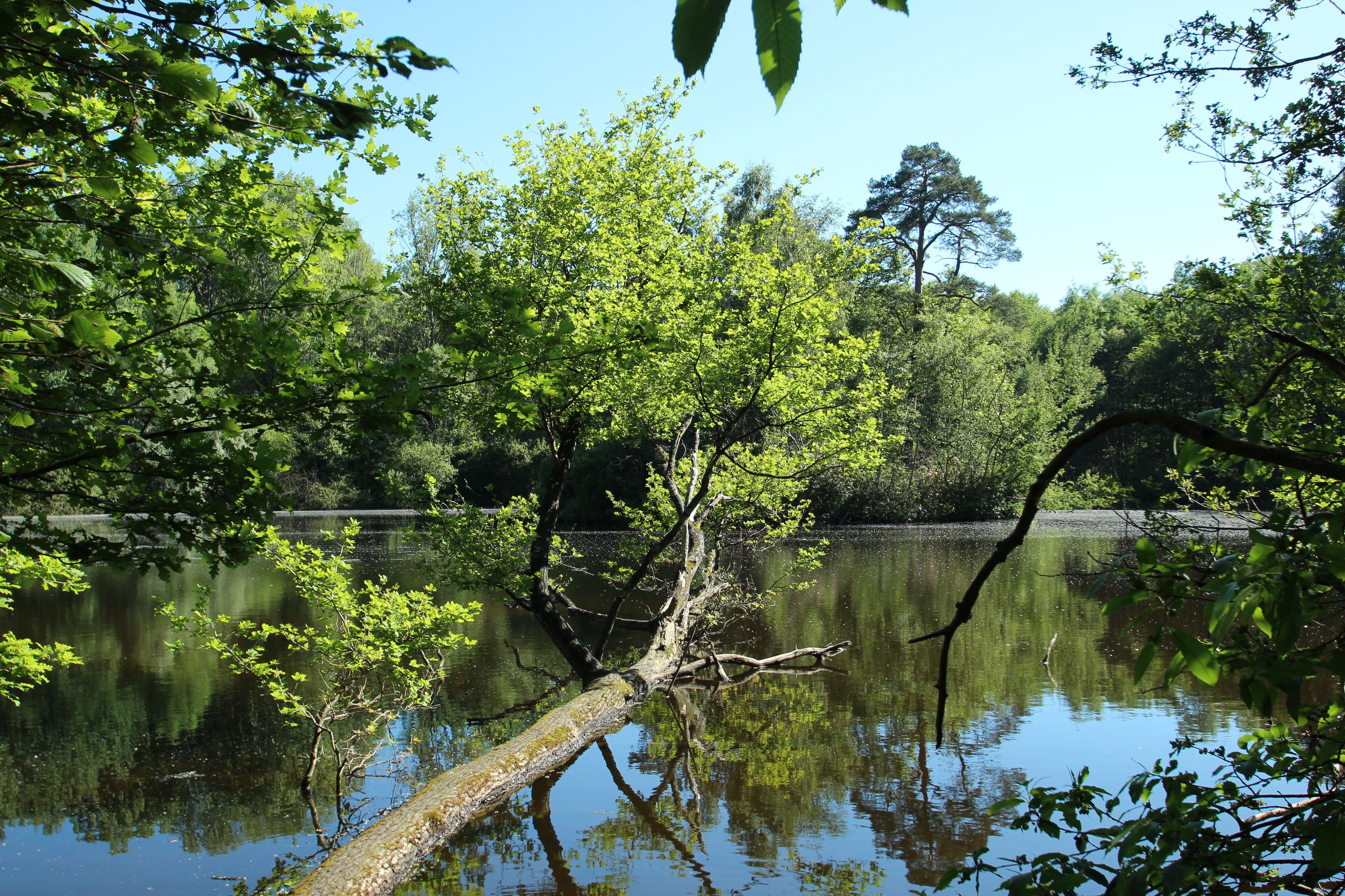 This image was uploaded as part of Wiki Loves Earth 2017.