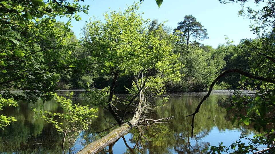 A calm river with a fallen tree in the foreground and dense green foliage in the background.