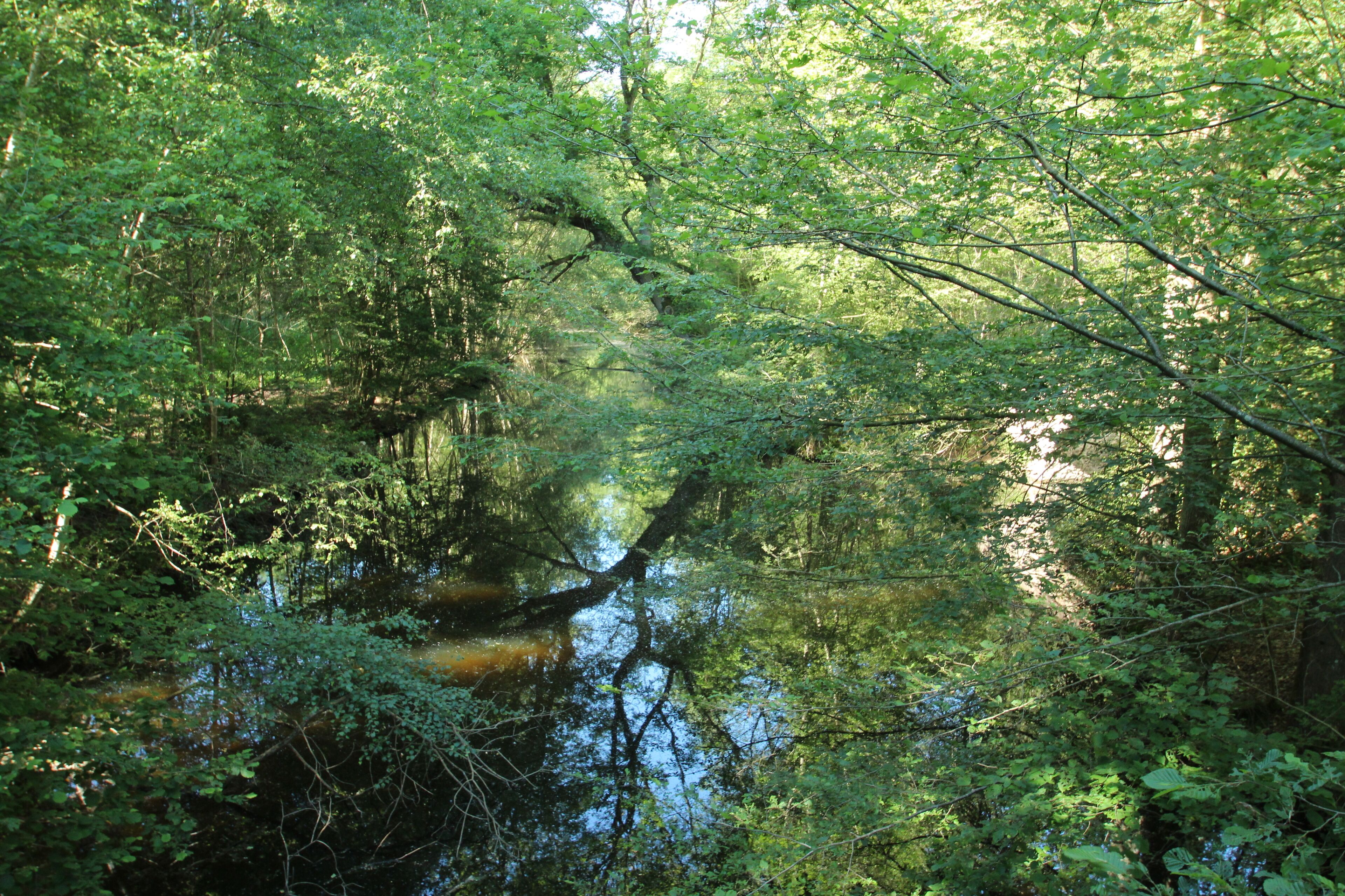 A dense forest with a calm river reflecting the surrounding greenery.