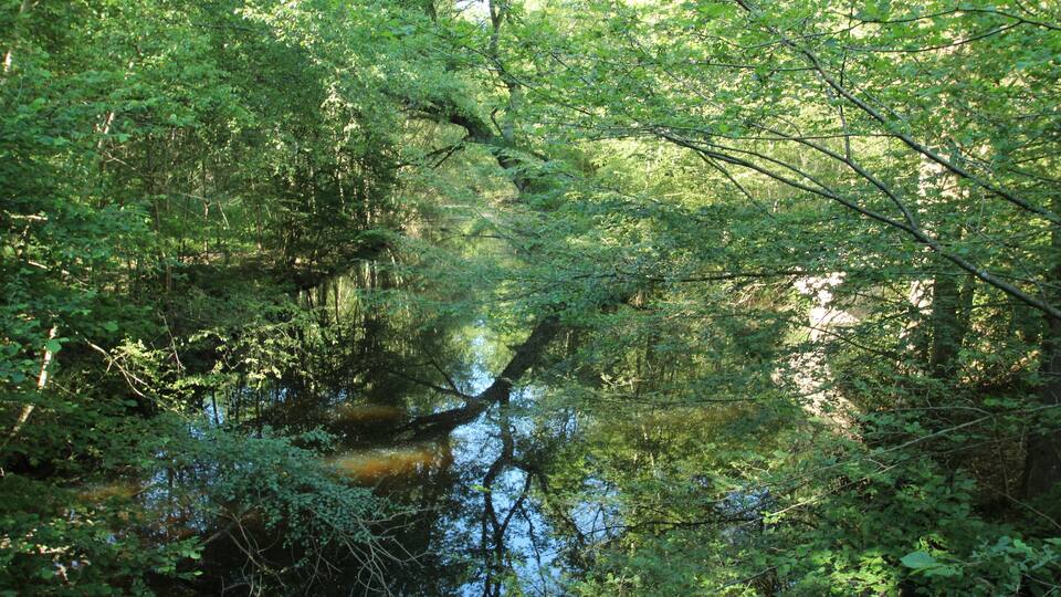 A dense forest with a calm river reflecting the surrounding greenery.