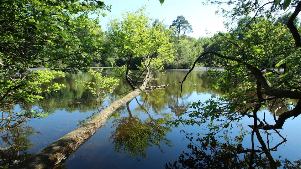 A calm lake surrounded by dense green foliage and a fallen tree trunk in the center.