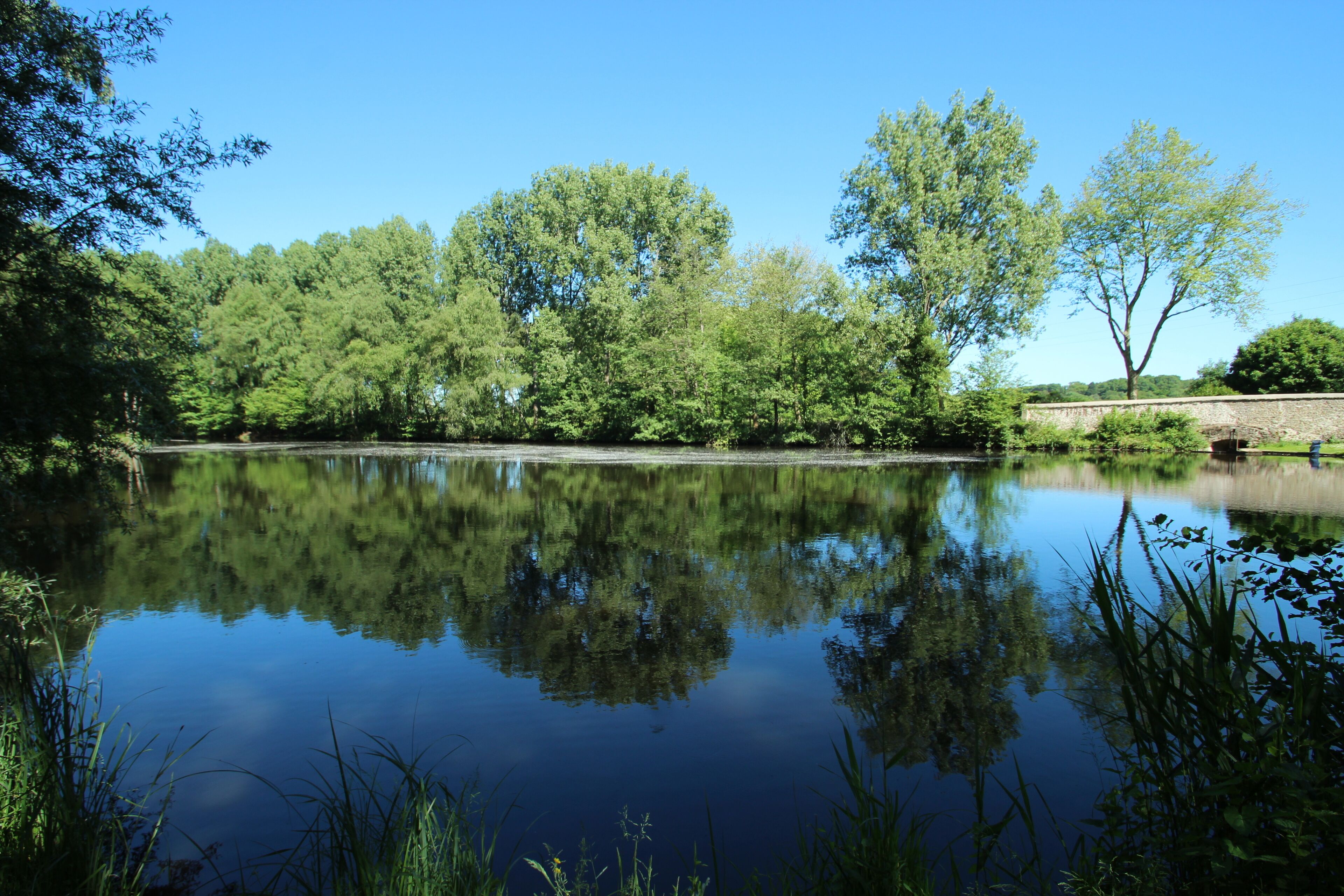 A calm lake surrounded by lush greenery and trees.
