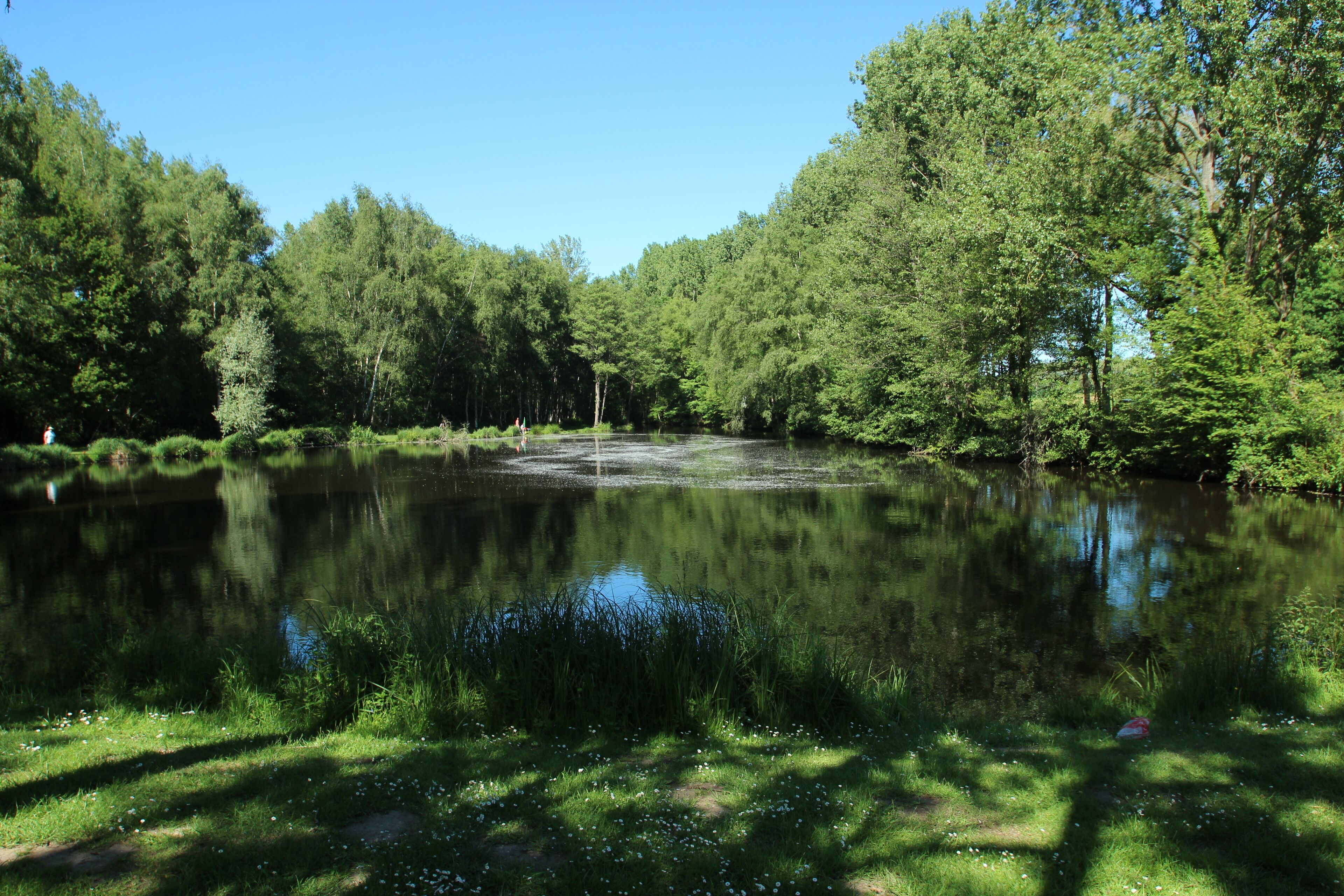 A calm lake surrounded by dense forest.