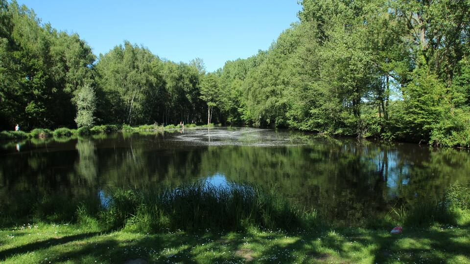 A calm lake surrounded by dense forest.