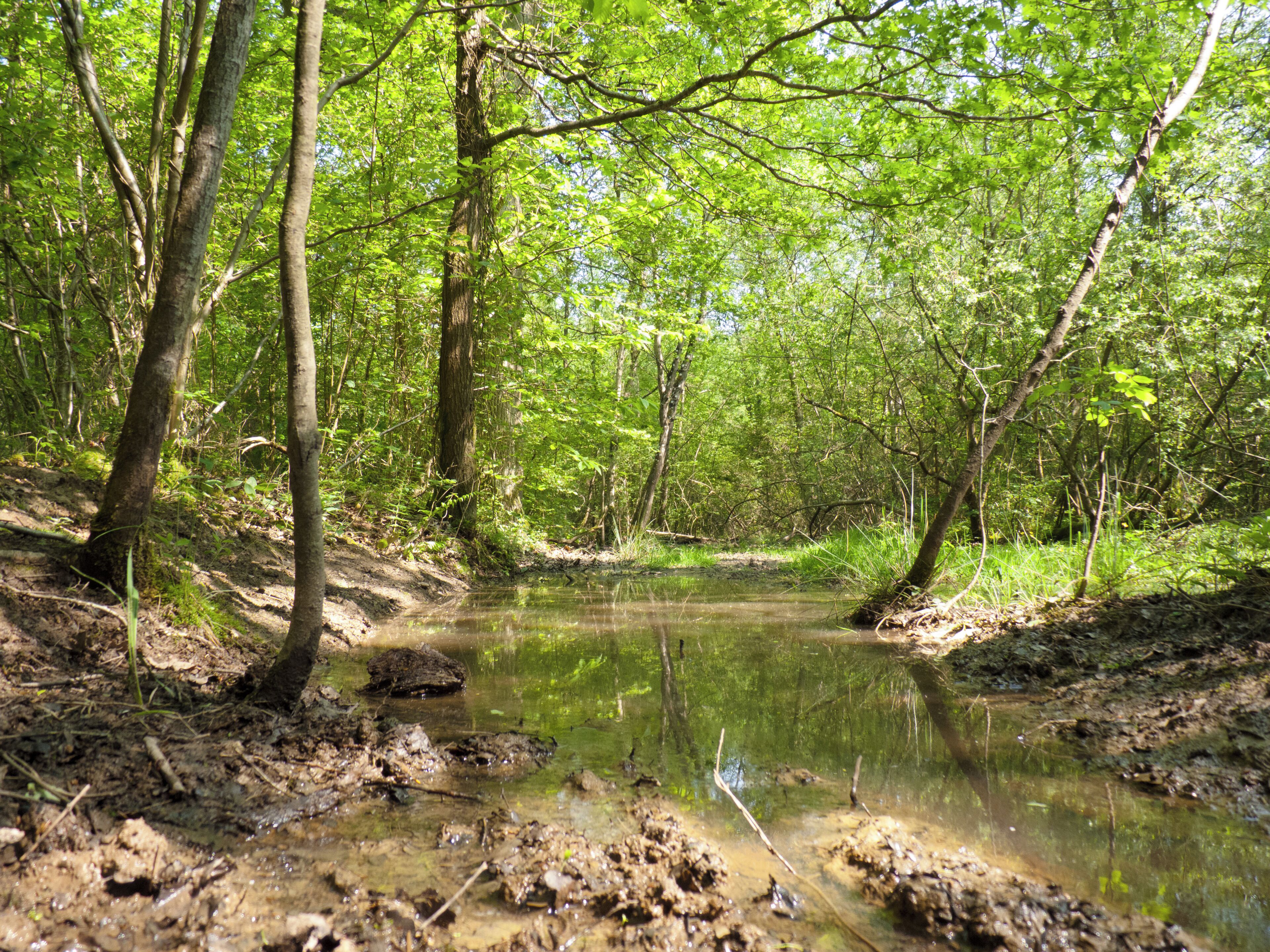 A forest with a muddy stream surrounded by trees.