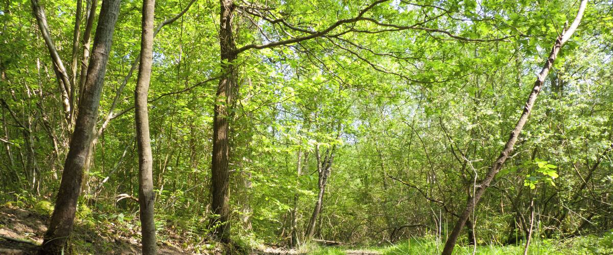 A forest with a muddy stream surrounded by trees.