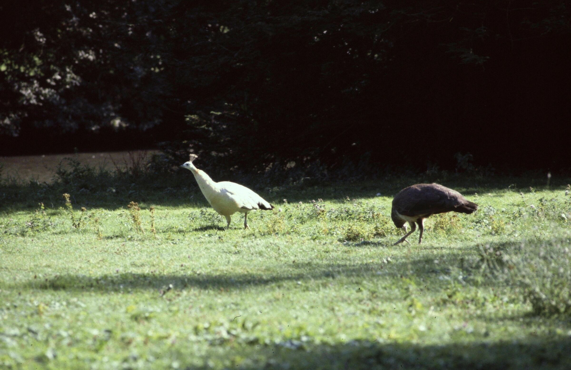 Yvelines Emance Chateau De Sauvage Les Oiseaux 24081981