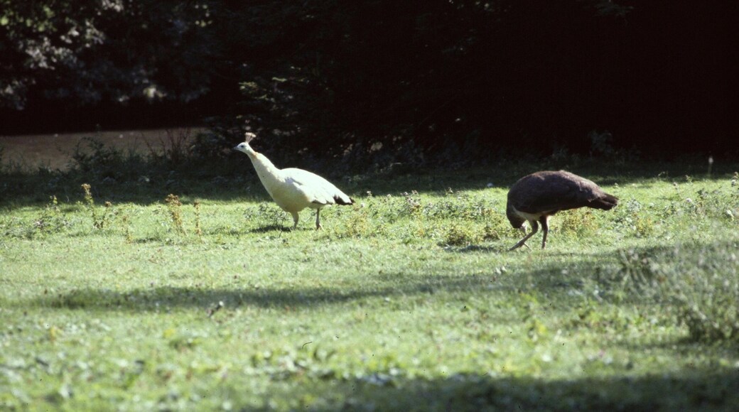 Yvelines Emance Chateau De Sauvage Les Oiseaux 24081981