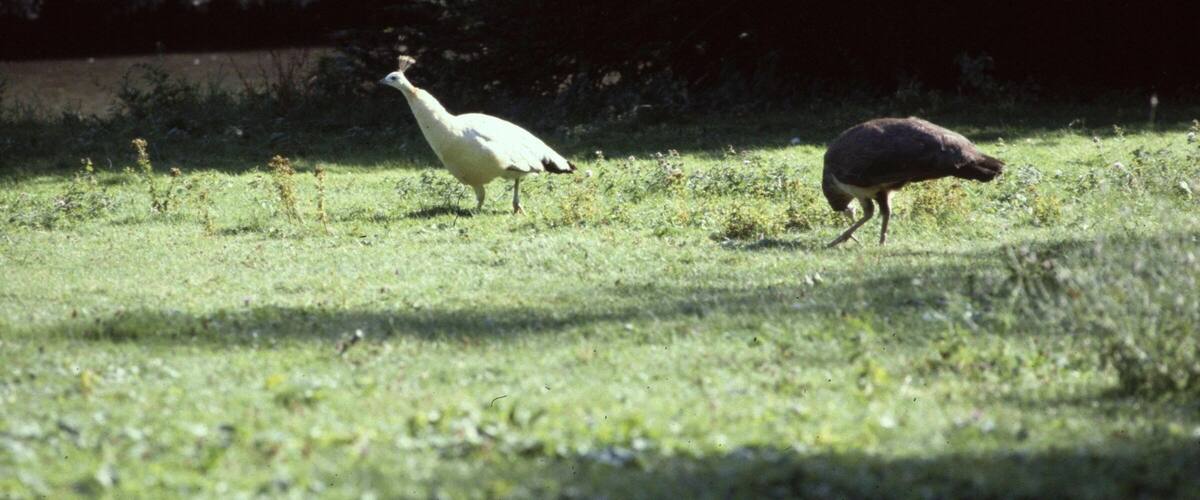 Two birds in a grassy field with trees in the background.