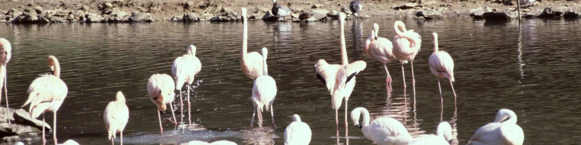 Yvelines Emance Chateau De Sauvage Les Flamands Roses 24081981