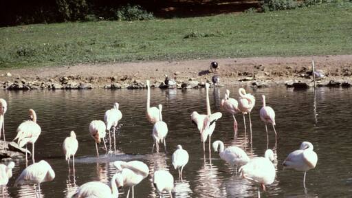 Yvelines Emance Chateau De Sauvage Les Flamands Roses 24081981