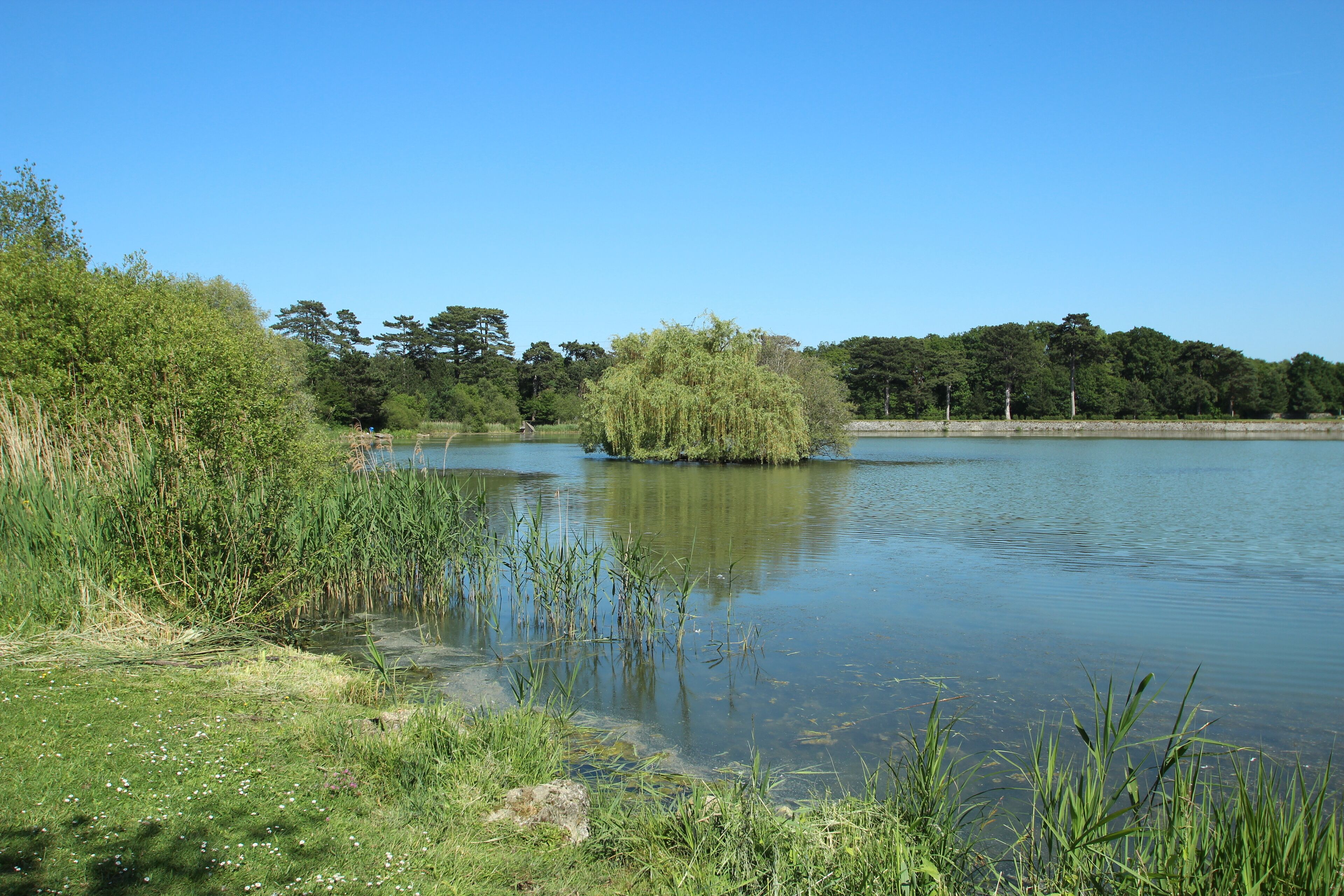 A calm lake surrounded by lush greenery and trees.