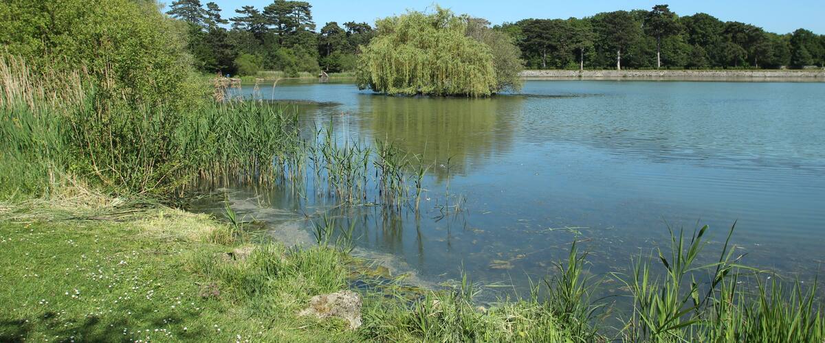 A calm lake surrounded by lush greenery and trees.