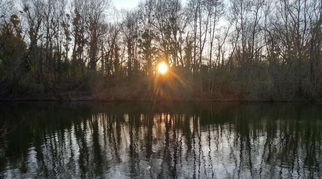Sunset in the woods, on the lake