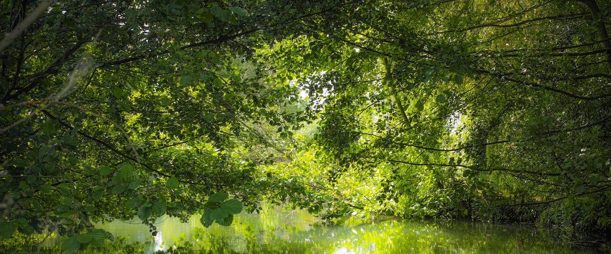 Une forêt dense où la lumière du soleil filtre à travers les feuilles, se reflétant sur une étendue d’eau calme.